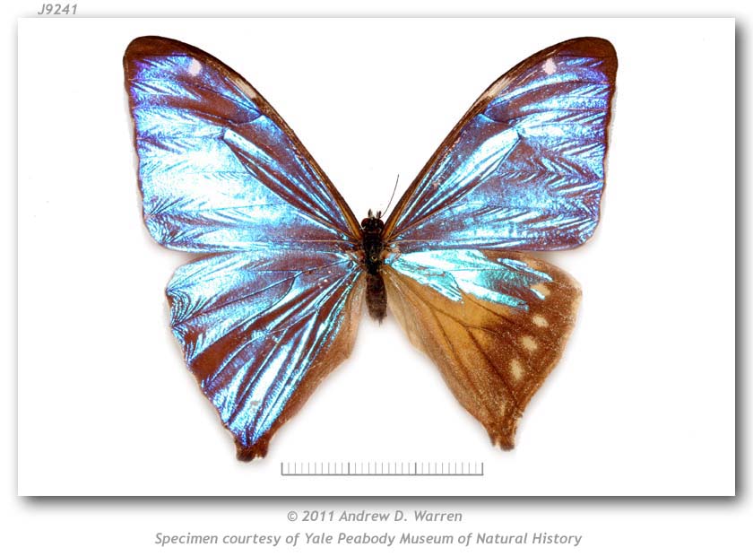 Morpho aega (mosaic gynandromorph, Santa Catarina, Brazil, 4-1955 PMNH) (Internet Image property of respective owner, non-commercial use only)